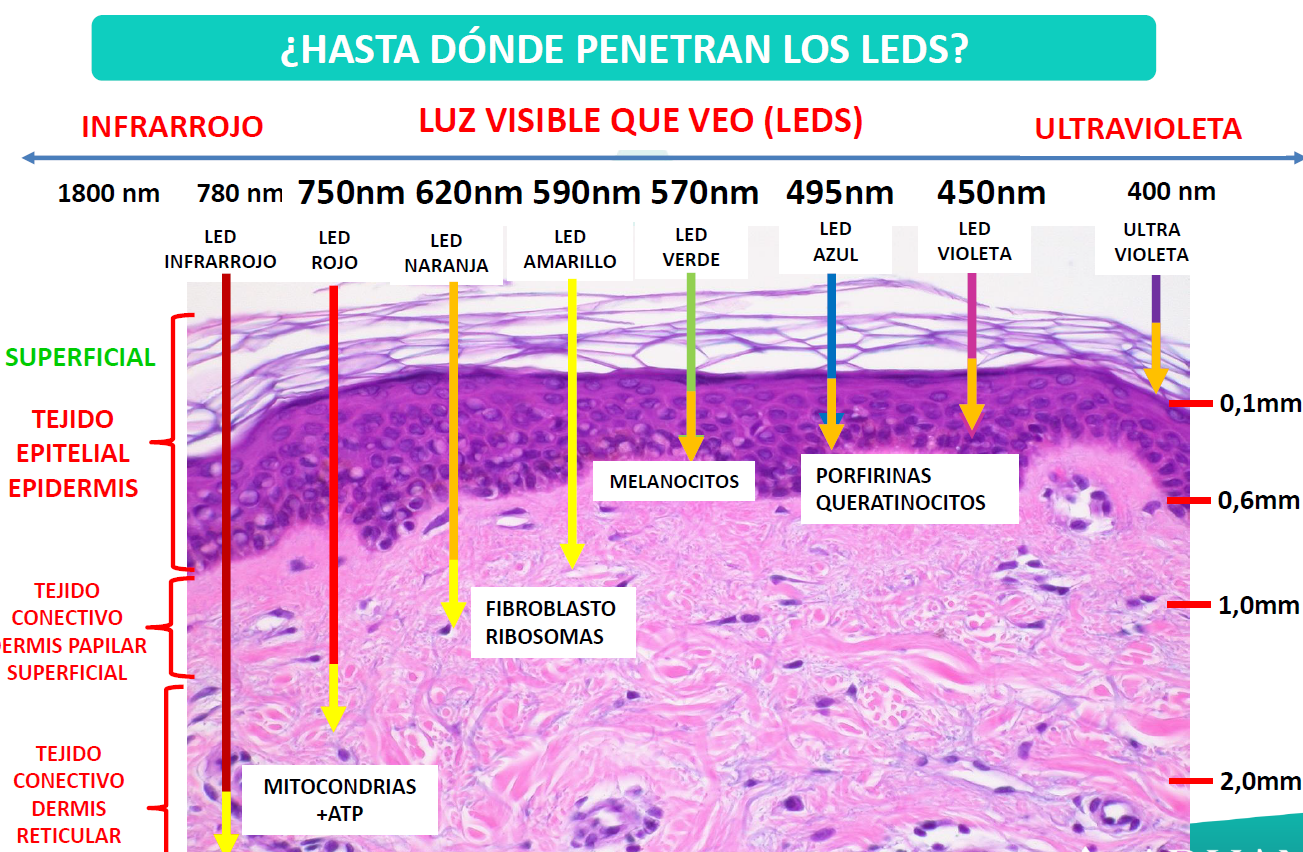 Fototerapia LED: guía práctica de longitudes de onda, efectos en la piel y protocolos